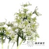配花 | 白飞香 商品缩略图3