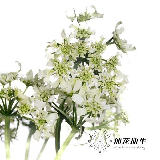 配花 | 白飞香 商品图3