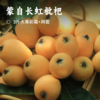 蒙自长虹枇杷 | 高原生态种植 皮薄肉厚核小 清甜爆汁细腻无渣 现摘现发应季鲜果润肺解馋 现摘现发应季鲜果润肺解馋 商品缩略图1