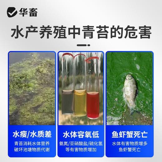 华畜青苔净青苔分解酶鱼塘净水除藻剂不伤害水草鱼虾蟹保苗稳水 商品图1