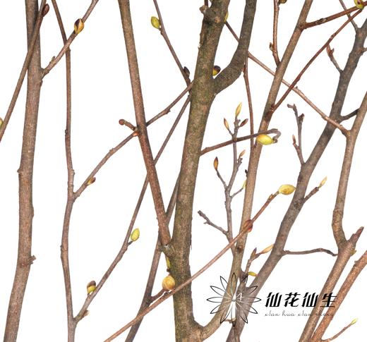 配花 | 耳坠花 商品图4