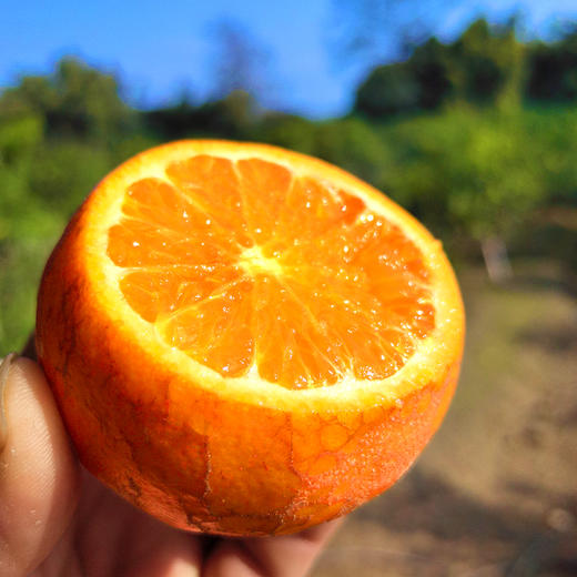 特惠活动『武鸣沃柑丑果8斤』现摘现发，香甜水润，颗粒饱满，表皮多花斑 商品图4