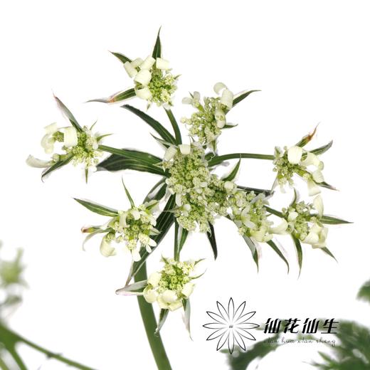 配花 | 白飞香 商品图0