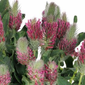 配花 | 狐尾兰粉