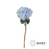 绣球 | 蓝孔雀(颜色深浅不一，有色差，慎重下单) 商品缩略图1