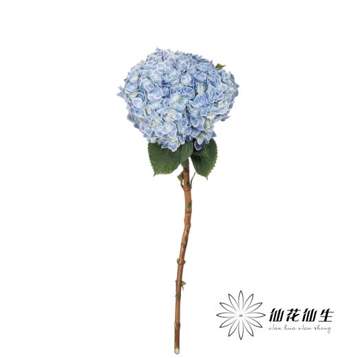 绣球 | 蓝孔雀(颜色深浅不一，有色差，慎重下单) 商品图1