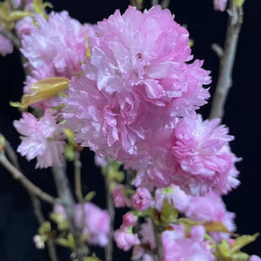 国产晚樱 商品图2