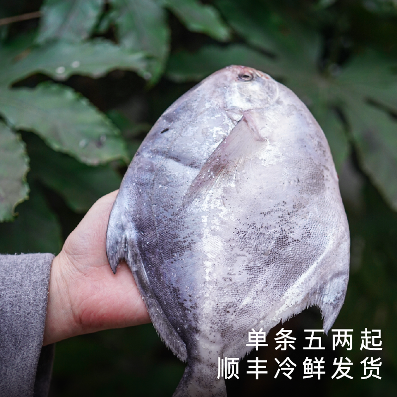 饱记2026年东海冰鲜鲳鱼顺丰冷链