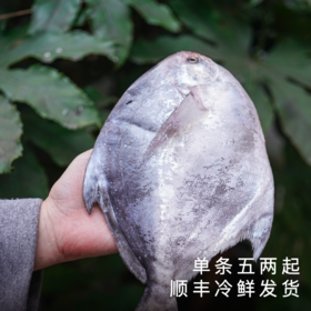 饱记2026年东海冰鲜鲳鱼顺丰冷链