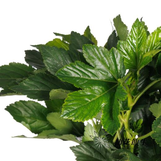 叶材 | 日本绿枫叶 商品图2