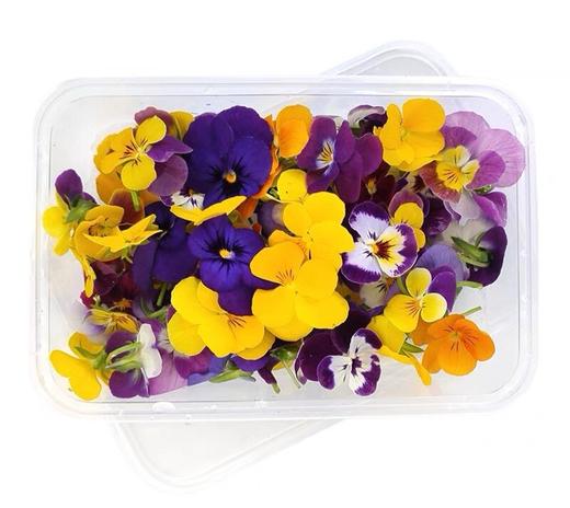 水培三色堇 商品图0