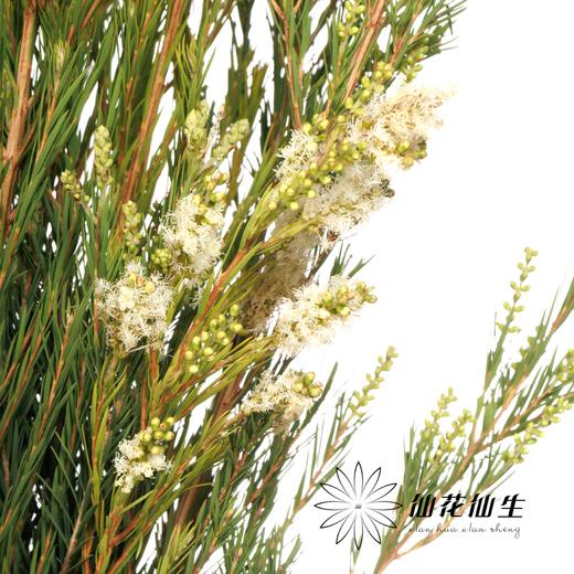 配花 | 雪绒花 商品图3