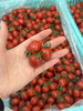 红宝石玲珑小番茄（散称49.8/2斤称重补差 多退少补） 商品缩略图2