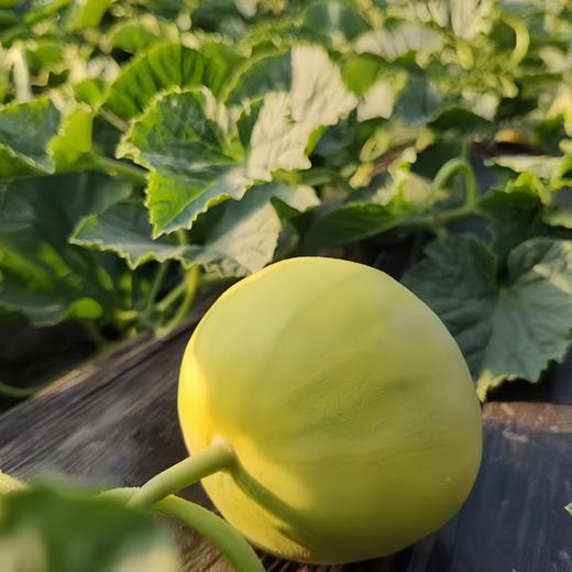 蜜宝小甜瓜 3.5斤 商品图4