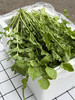 春季鲜荠菜 商品缩略图1