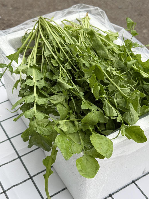 春季鲜荠菜 商品图1