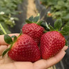 【48小时发货，产品成熟度高】基地直发 | 生态黑珍珠草莓 | 北京（买黑珍珠草莓送宝珠草莓） 商品缩略图1