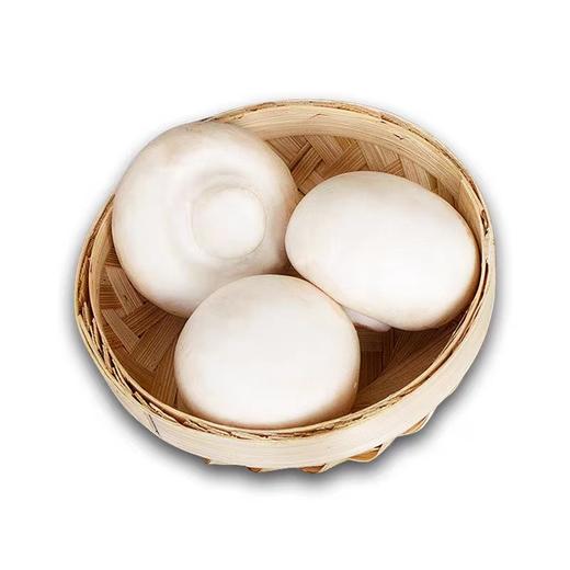 【ZCWJ】   口蘑  鲜蘑菇  食用菌菇 白蘑菇 口菇 双孢菇 煲汤炒菜蔬菜 商品图2