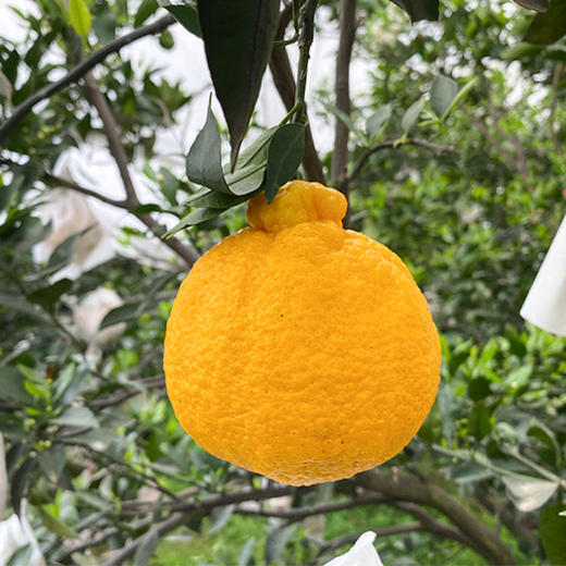 柠檬不知火 果肉脆嫩 香甜细腻 柠檬的清香和不知火的甘甜 商品图2