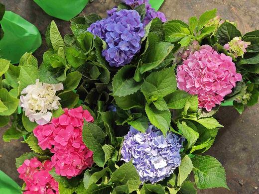 【绣球花开正当时.颜色品种随机】1盆/份 2-3个花苞，花期超长（圆通发货） 商品图3