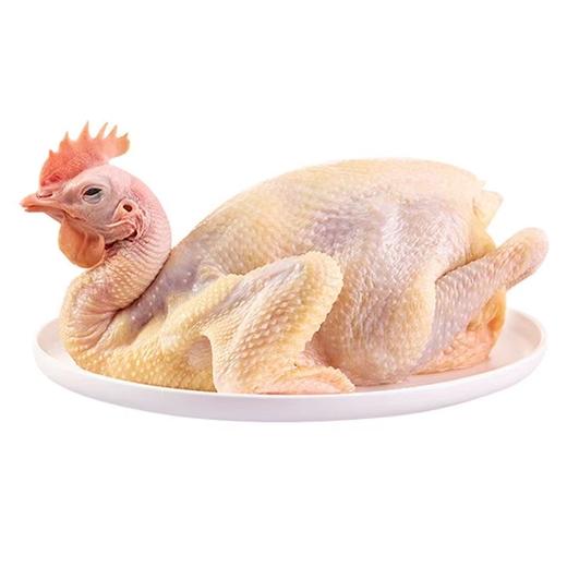 长白山原始森林散养18个月跑山老母鸡 现杀现发 顺丰冷链发货 商品图2