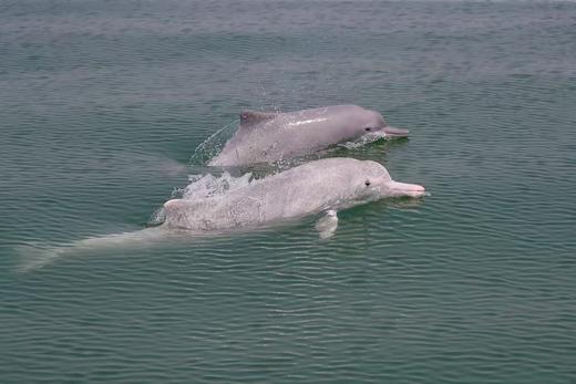 首发优惠立-￥1000！限前20人！五一崇左+钦州5天4晚亲子游 | 横跨中越边境瀑布，丁达尔雨林徒步，追中华白海豚、沙滩赶海、观摩岩画，寻珍稀叶猴获证书！全5钻住宿，配亲⼦领队、游学老师、跟拍摄影师 商品图8