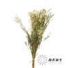 配花 | 雪绒花 商品缩略图1