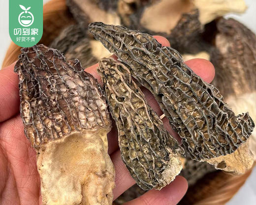 2026年云南新季头茬羊肚菌（干货3-8破口等级）/1包（约250g）生产日期：26年3月 商品图5