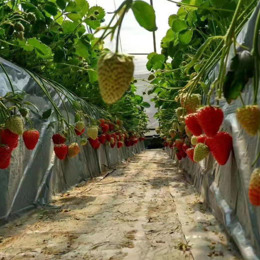 【48小时发货，产品成熟度高】基地直发 | 生态黑珍珠草莓 | 北京（买黑珍珠草莓送宝珠草莓） 商品图2