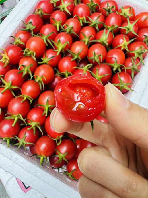 超好吃小红帽千禧小番茄 商品图2