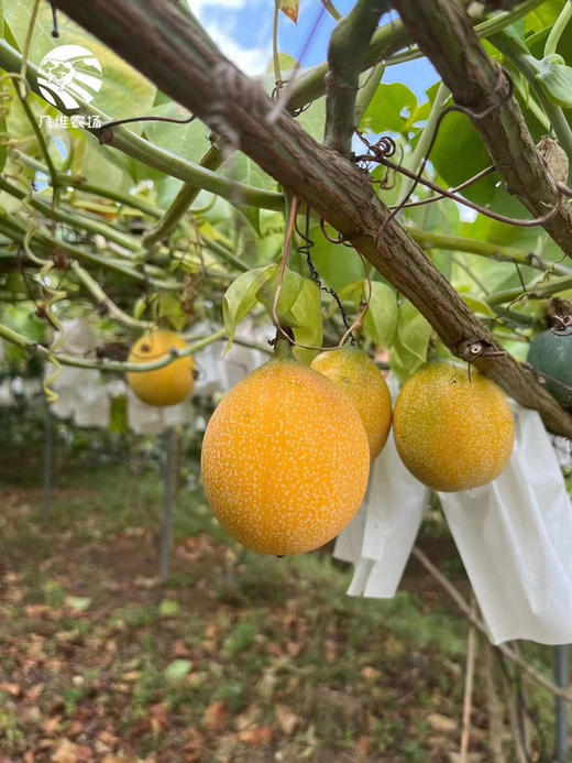 热情果夏威夷引进种植于云南西双版纳，有着独特美妙的口感，纯甜无酸，清新自然，充满着热情！ 商品图3