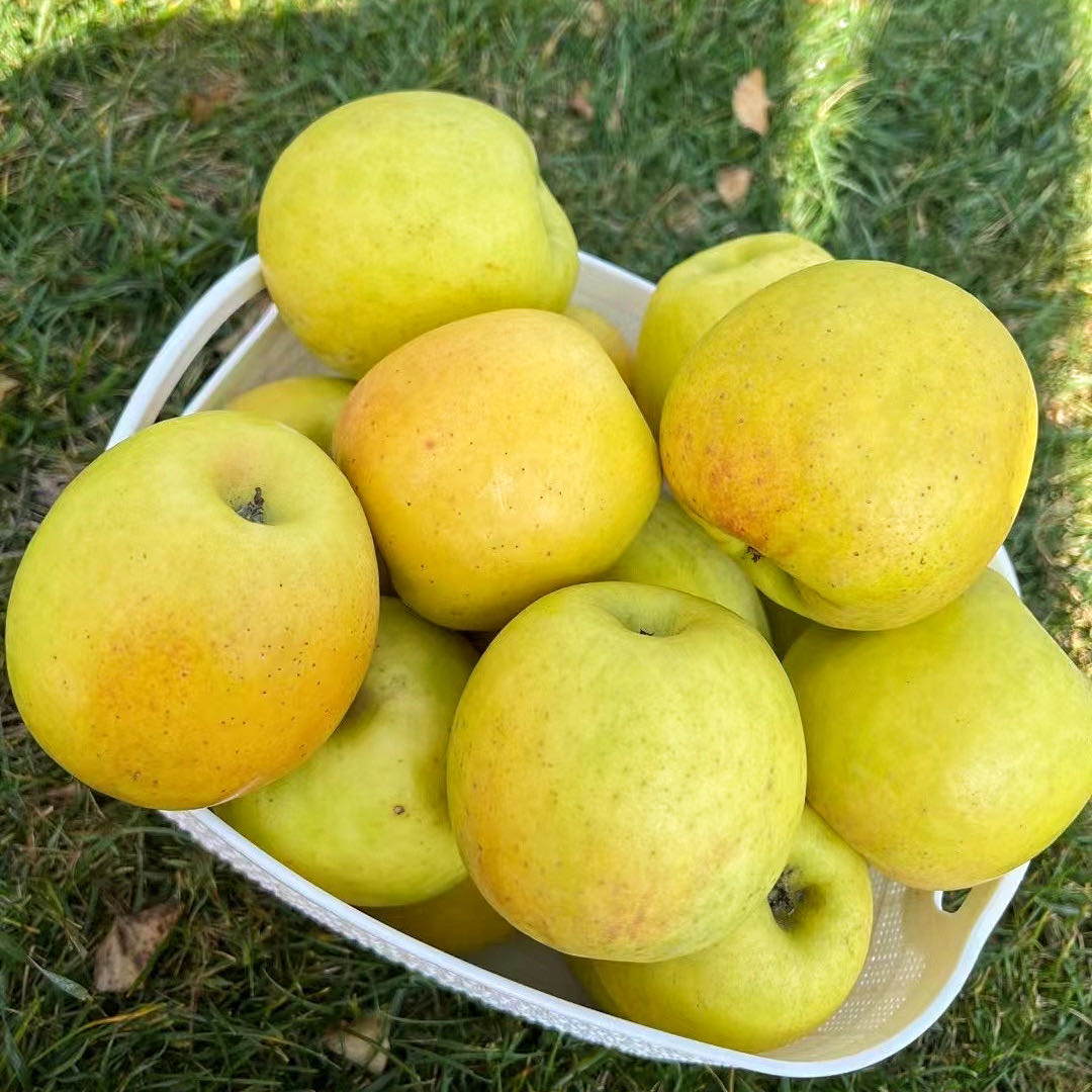 云南高原瑞雪苹果3斤小礼盒 有果斑但脆甜好吃