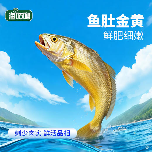 国家地理标志🔥💥不愧是“国鱼”👍【宁德鲜冻大黄鱼】 商品图1