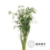 配花 | 白飞香 商品缩略图1