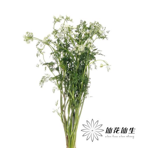 配花 | 白飞香 商品图1