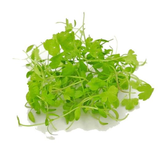 西芹苗 商品图0