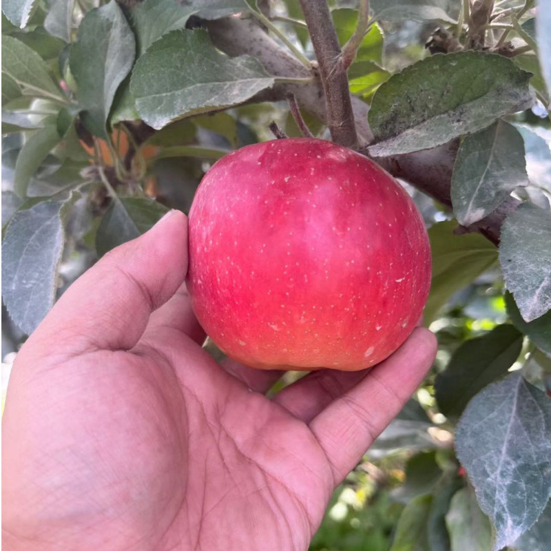 [最农公社]顺丰主推|云南樱桃小苹果3斤5斤9斤脆甜好吃