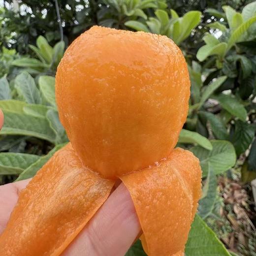 有机高山枇杷 商品图5