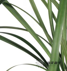 叶材 | 东亚兰叶