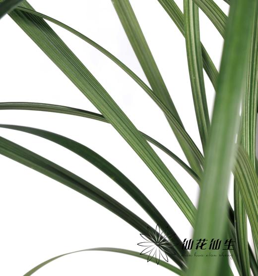 叶材 | 东亚兰叶 商品图0