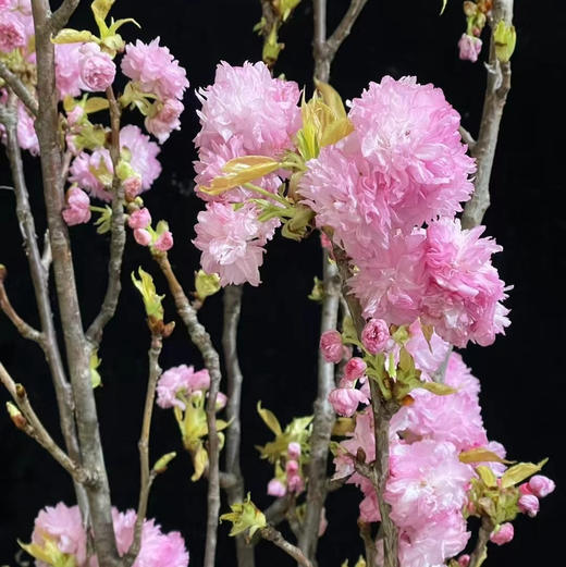 国产晚樱 商品图0