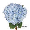 绣球 | 蓝孔雀(颜色深浅不一，有色差，慎重下单) 商品缩略图2