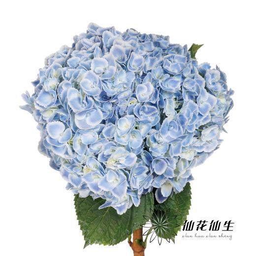 绣球 | 蓝孔雀(颜色深浅不一，有色差，慎重下单) 商品图2