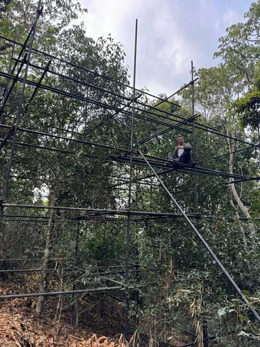 【即将售罄】【高奢好茶】【犀牛塘高杆】2026年春茶预售，犀牛塘唯二的两棵大高杆，第二年采摘品质超绝，稀缺资源！喜欢好茶的不要错过了 商品图1