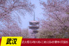 3.19确定出发【武汉】武大樱花•晴川阁•江滩公园•古德寺4天摄影 商品缩略图0