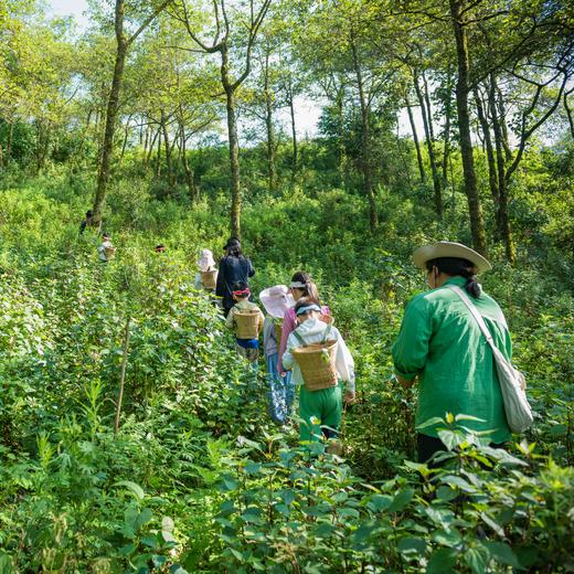 【暑假】何以云南，探秘红河哈尼梯田，科考哀牢山【元阳】7天6晚 商品图4