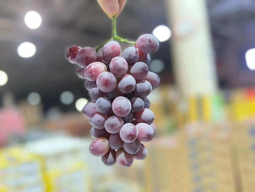 新品#澳洲棒棒糖无籽红提，真的糖果般香甜，卜卜脆，要的就是这一磕下去的爆汁鲜甜。无籽，妈妈省心，宝宝爱吃。 商品图1