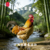 云巅村落-云涧放养竹香生态童子鸡（活鲜） 商品缩略图2