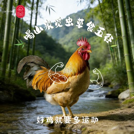云巅村落-云涧放养竹香生态童子鸡（活鲜） 商品图2