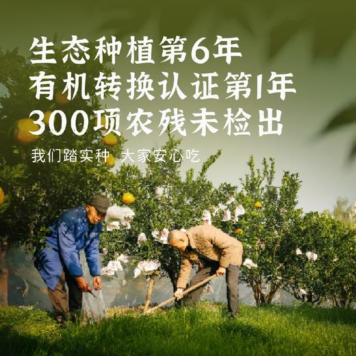 ​丑美生态耙耙柑 商品图2
